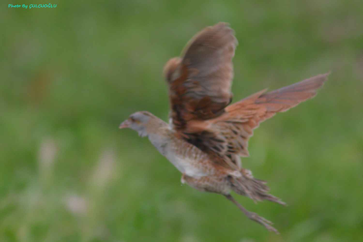 Corn Crake